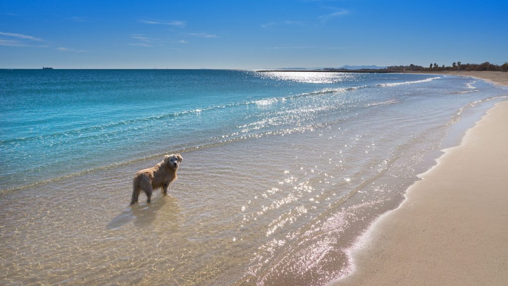 playa de Pinedo (mejores playas de Valencia)