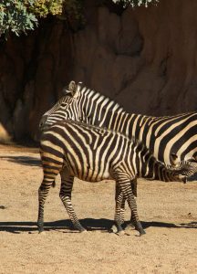 cebra en Bioparc