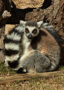 Lemur en zoológico Valencia