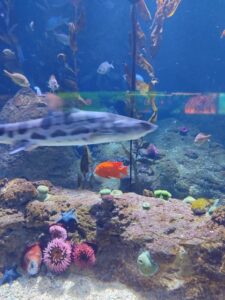 Oceanográfic