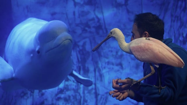 Entradas para el Oceanogràfic de Valencia
