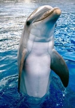 Delfín del Oceanogràfic